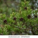 帝王导航 漫画 1z6ppic